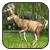 Deer Drive