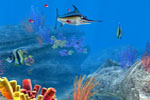 Screenshot of Sea Life Safari